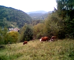 Blick von der Schulzenwiese